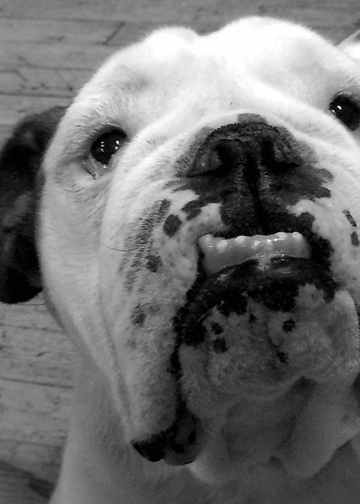 Close-up of a white and black Bulldog with a droopy face, tongue out.